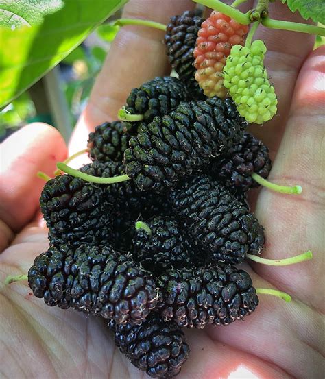 illinois everbearing mulberry for sale